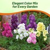 Outsidepride Ten Week Mix Mattiola Stock Seeds - 2000 Pcs