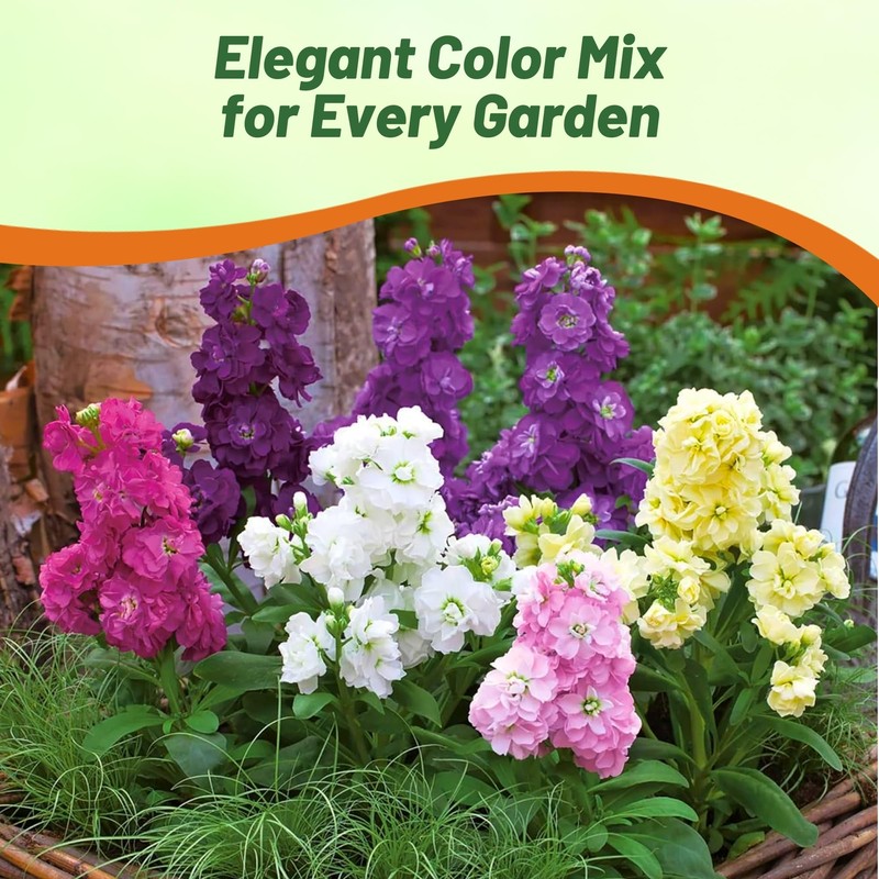 Outsidepride Ten Week Mix Mattiola Stock Seeds - 2000 Pcs