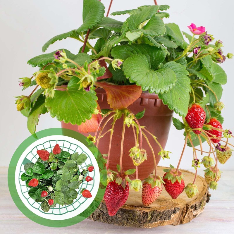 Strawberry Support Stand, Pack of 10 Strawberry Rippers and Fruit