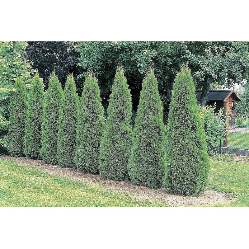 Arborvitae Emerald Green | 3 Live Gallon Size Trees |