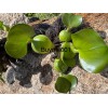 TWO Water Hyacinth Pond Plant Floating Pond Plants Healthy Bunch