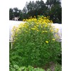1 tuber Jerusalem Artichoke - Beaver Valley Purple Variety -