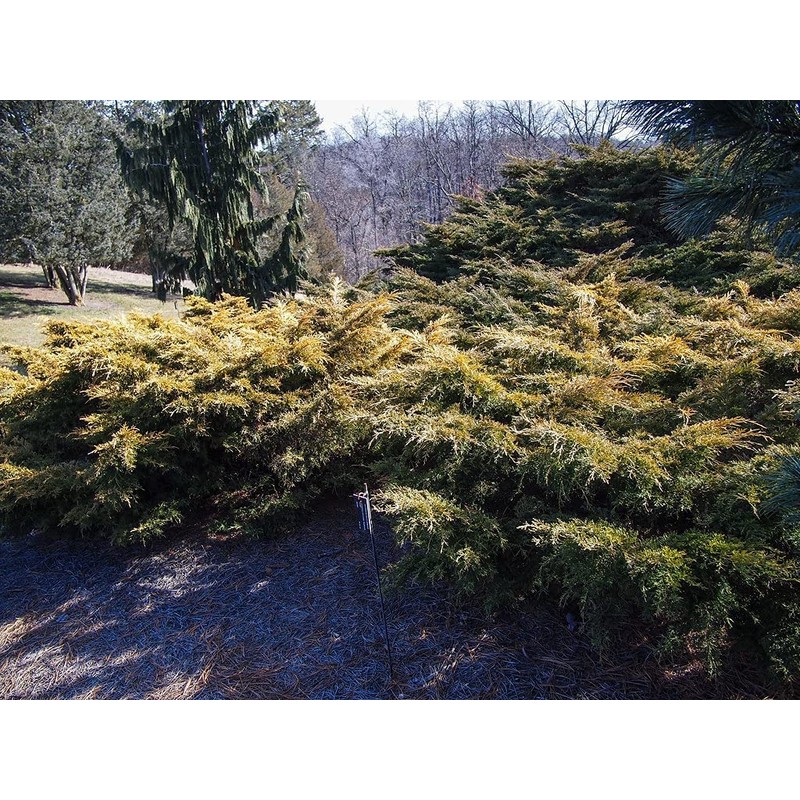Juniper Saybrook Gold | 4 Live Gallon Size Plants |