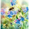 Anchusa capensis (Cape Forget-Me-Not) Flower Seeds, Highly Attractive to Pollinators,