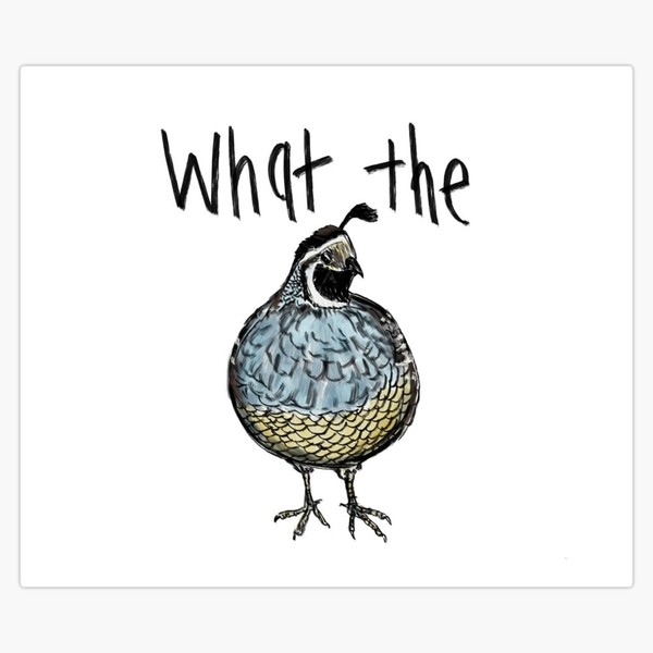 What The Quail Window Water Bottle Bumper Sticker Decal 5"