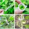 Mobacfy 50Pcs Plastic Plant Clips Essential Garden Tools, Grape and