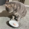 SPOT Two Tone Gray Oval Cat Food Dish - Ceramic