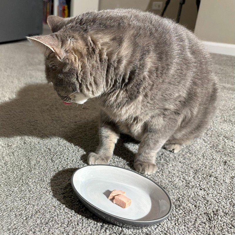 SPOT Two Tone Gray Oval Cat Food Dish - Ceramic
