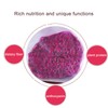 Slices of Dragon Fruit,Dried Dragon Fruit Slices,Low Temperature Roast,Dried Pitaya,Independent