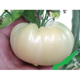 Giant White Tomato Great White Seeds for Planting Unique Vegetable Garden About 20 Seeds