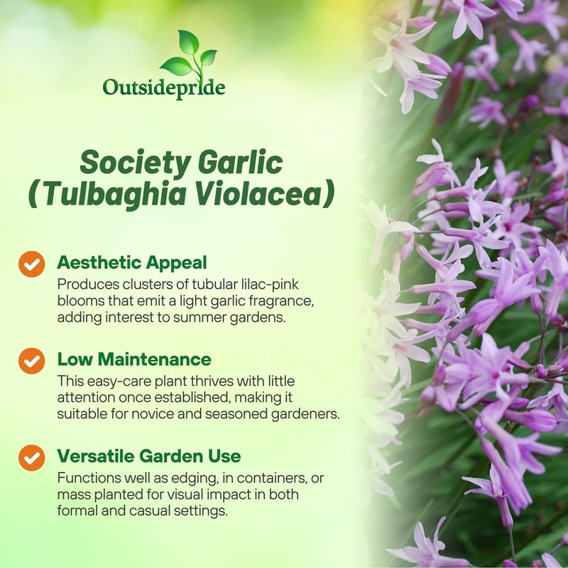 Outsidepride Society Garlic Seeds for Planting - 100 Pcs Perennial,