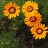 Outsidepride 1000 Seeds Annual Ursinia Anthemoides Flower Seeds for Planting