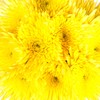 Farm Fresh Natural Yellow Spider Mums - Yellow - 60