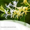 SiQiYu Honeysuckle Buds Organic, 8.8oz 100% Pure Natural Honey Suckle