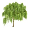 Health Embassy White Willow Bark (Salix alba L), 50g