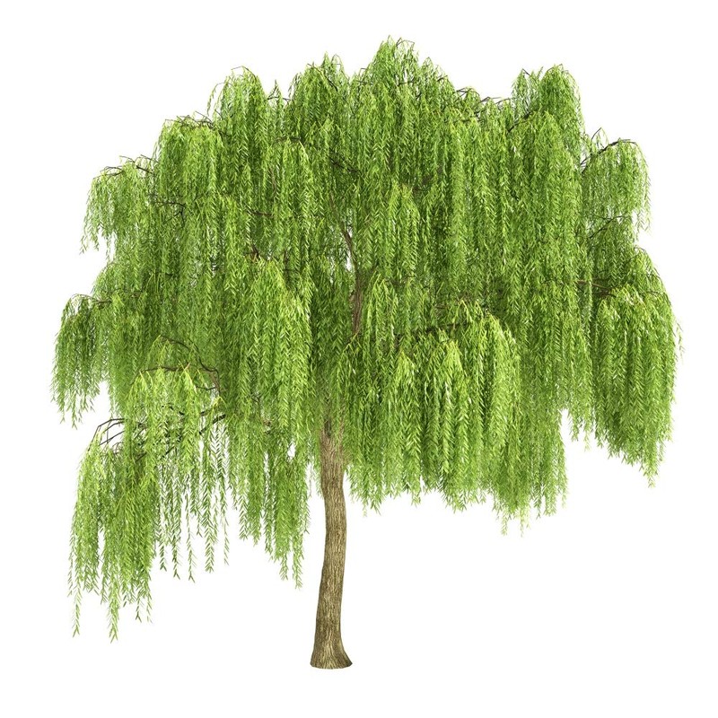 Health Embassy White Willow Bark (Salix alba L), 50g