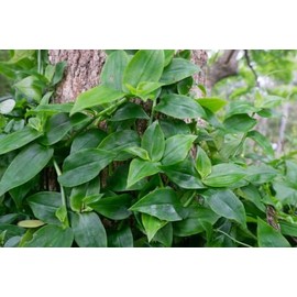 10 Tradescantia Cuttings - Green Wandering Jew, no Root, 4-7 inch Long, BSBD