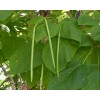 CZ GRAIN 50 Catalpa Tree Seeds for Planting Grow Stunning