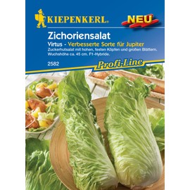 Kiepenkerl 2582, Chicory Salad Virtus F1, Portion Seeds, Sugar Cloth Salad with High Firm Heads and Large Leaves