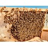 BeekeeiBeck® - 100% Real German Flower Pollen from Own Beekeeping