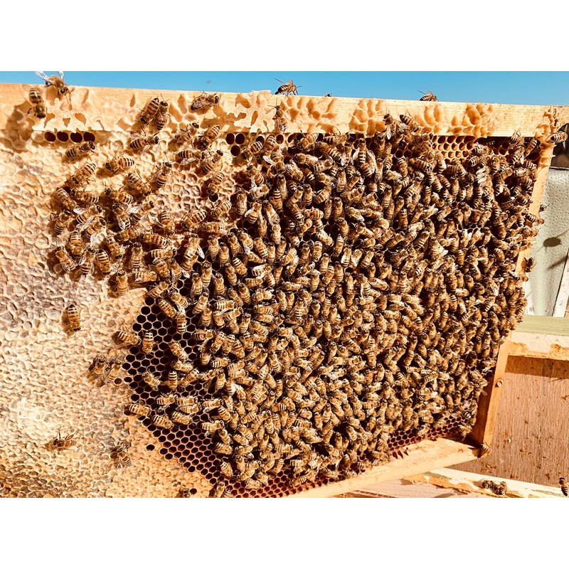 BeekeeiBeck® - 100% Real German Flower Pollen from Own Beekeeping