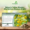 Outsidepride Billy Button Craspedia Globosa Seeds - 2000 Pcs Perennial,