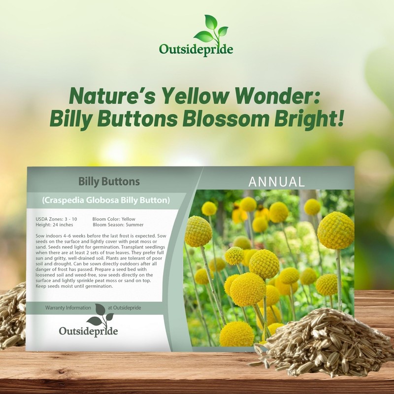 Outsidepride Billy Button Craspedia Globosa Seeds - 2000 Pcs Perennial,
