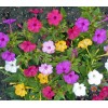 The Gardening World 100 Four O’Clock Formula Mix Flower Seeds