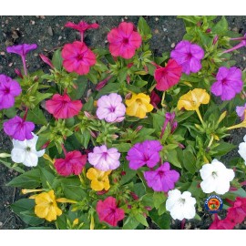 The Gardening World 100 Four O’Clock Formula Mix Flower Seeds Mirabilis jalapa
