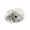 Vision Scientific VAL221 Medical Numbered Human Skull-3 Part | Life