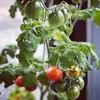 Back to the Roots Cherry Tomato Organic Windowsill Planter Kit