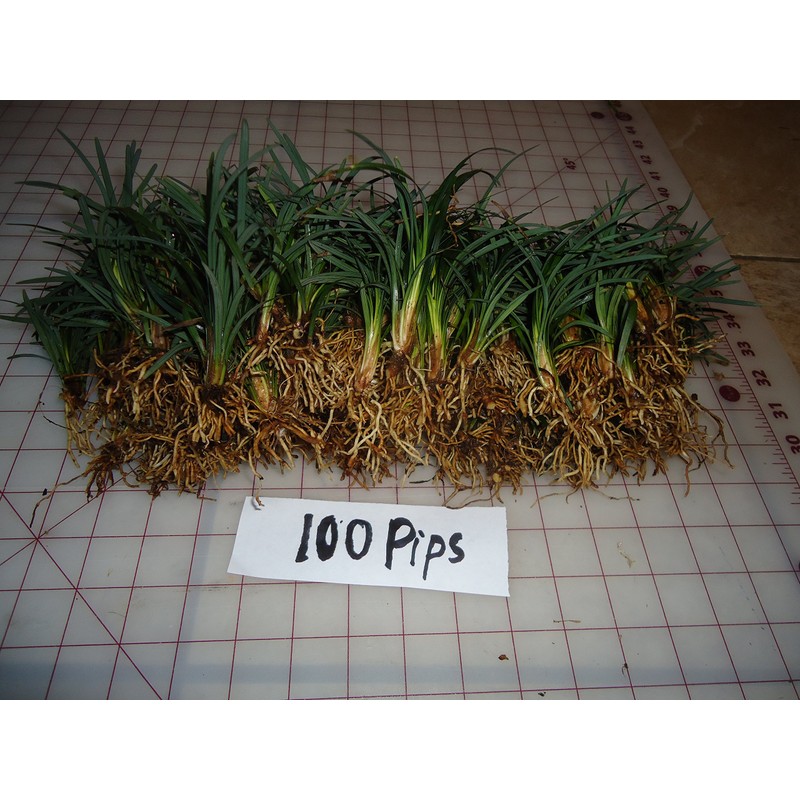 DWARF MONDO GRASS 50 PIPS