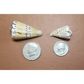 Salty Pelican Seashells For Crafts, Conus Captain Seashells, 2 inch to 2 3/4 inch, SS-66 - 40 shells