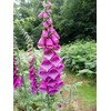 22Day Seeds: Seeds Mullein Foxglove/Spanish Digitalis thapsi/Annual Flowers