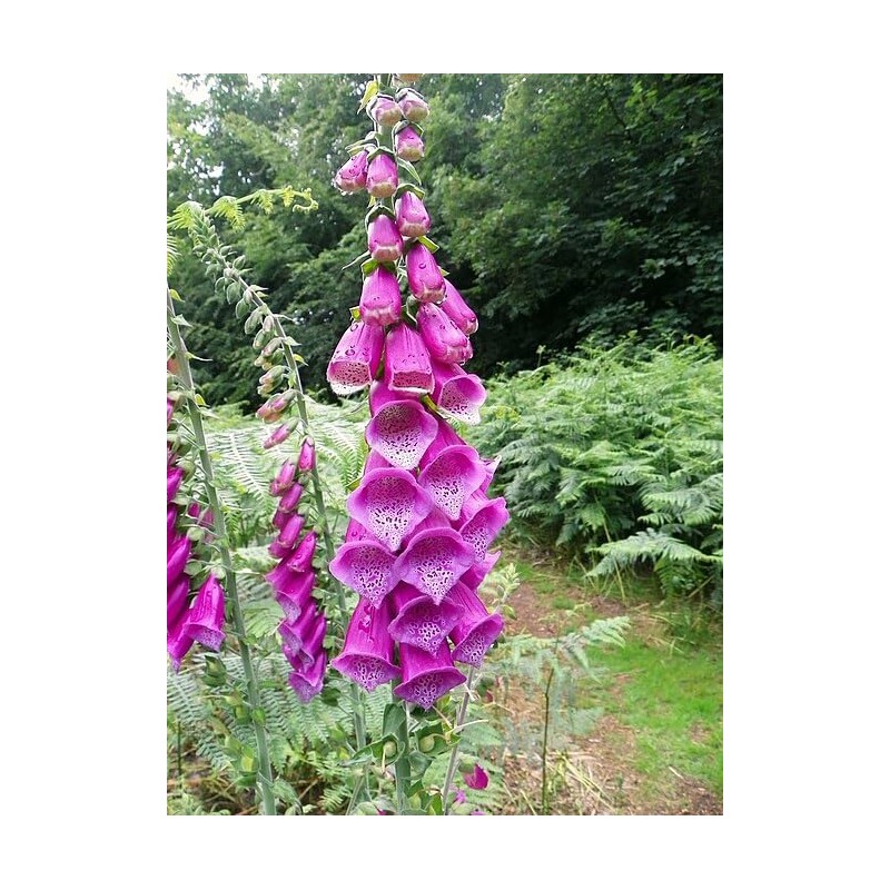 22Day Seeds: Seeds Mullein Foxglove/Spanish Digitalis thapsi/Annual Flowers