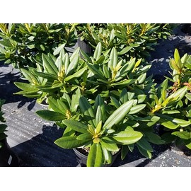 Live Plant from Green Promise Farms - Rhododendron Polarnacht, Polar Night #2 Gallon Size Container Purple Flowers