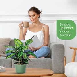 American Plant Exchange Live Calathea 'Beauty Star' – 6-Inch Pot Cover – Pet-Friendly Tropical Houseplant with Striped Green Leaves for Low Light Homes, Offices, Shelves & Indoor Décor