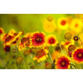 Sweet Yards Seed Co. Plains Coreopsis Seeds – Native Flowers – Bulk Quarter Pound Bag – Over 400,000 Open Pollinated Non-GMO Wildflower Seeds – Coreopsis tinctorial
