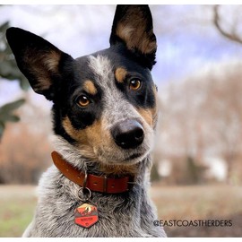 QALO Custom Silicone Dog ID Tags - Show Off Your Dogs Personality - 12 Silent Unique Designs