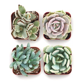 Shop Succulents Mixed Succulent Plant Pack 2" Grow Pot Pack of 4
