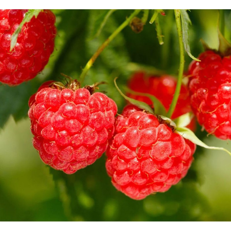 100+ Red Raspberry Seeds: Grow Delicious Heirloom Berries (Non-GMO)