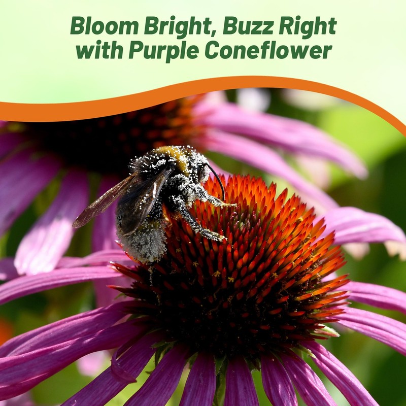 Outsidepride Purple Echinacea Coneflower Seeds - 1000 Pcs Perennial, Deer-Proof