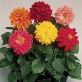 Dahlia Seeds Dahlia Fresco Mix 25 Seeds F1 Dahlia