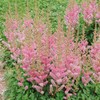 Outsidepride Astilbe Chinensis Goat's Beard Plant Seed - 2000 Seeds