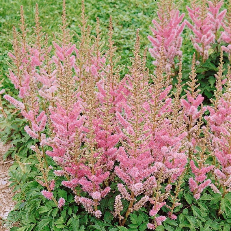 Outsidepride Astilbe Chinensis Goat's Beard Plant Seed - 2000 Seeds