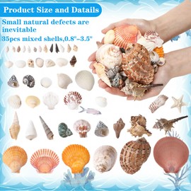 Geelin 35 Pcs Large Sea Shells Mixed Beach Seashells 35 Kinds 0.8"-3.5" Various Sizes Natural Seashell Starfish Ocean Shells Conch for DIY Crafts Vase Fillers Beach Party Fish Tank Wedding Home Decor