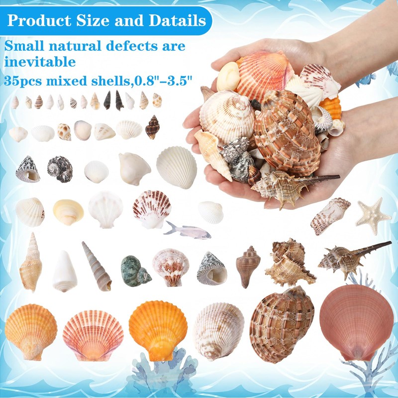 Geelin 35 Pcs Large Sea Shells Mixed Beach Seashells 35