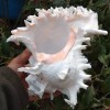 Large White Murex Ramosus Natural Conch Seashell Rare Real Aquarium