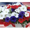 22Day Seeds: Seeds Petunia Unicum Mix/Petunia x hybrida/Annual Flowers