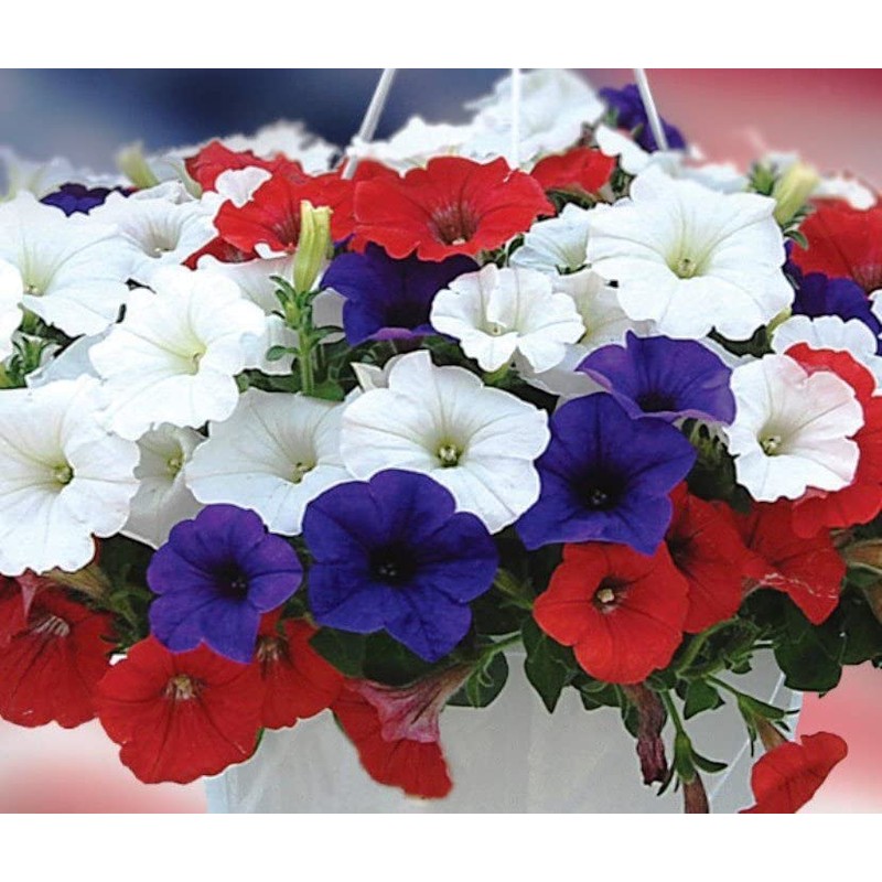 22Day Seeds: Seeds Petunia Unicum Mix/Petunia x hybrida/Annual Flowers